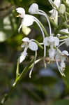 White fringed orchid